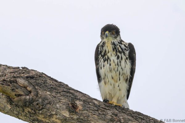 African Hawk Eagle - South Africa - Kruger NP - 2025