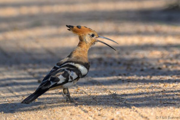 African Hoopoe - South Africa - Kruger NP - 2025