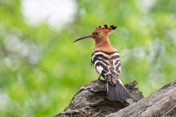 African Hoopoe - South Africa - Ndumu - 2026