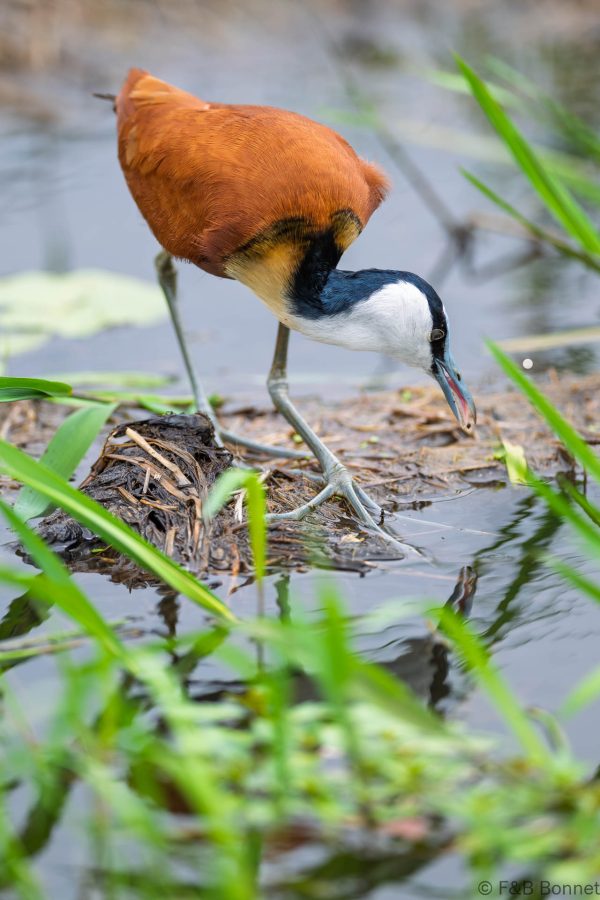 African Jacana - South Africa - iSimangaliso - 2026