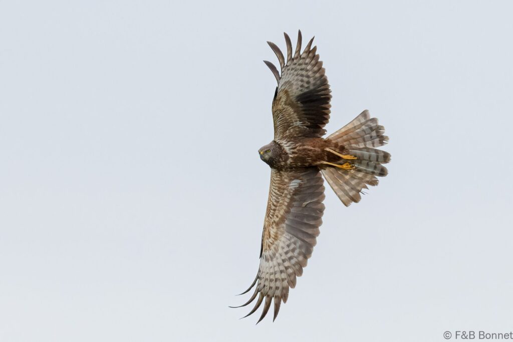 African Marsh Harrier - South Africa - Velddrif - 2024