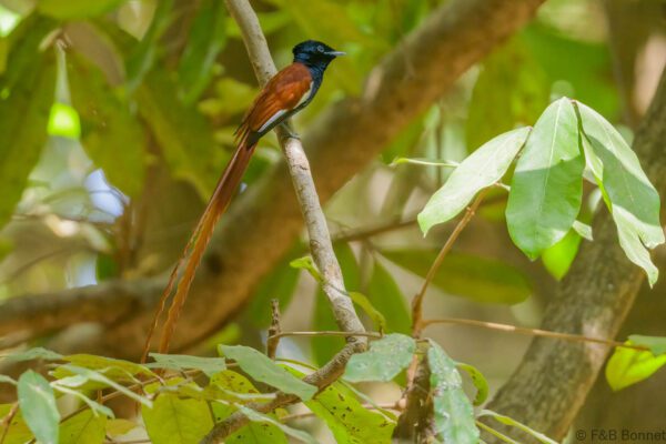 African Paradise Flycatcher ♂ - Senegal - Dindéfélo - 2023