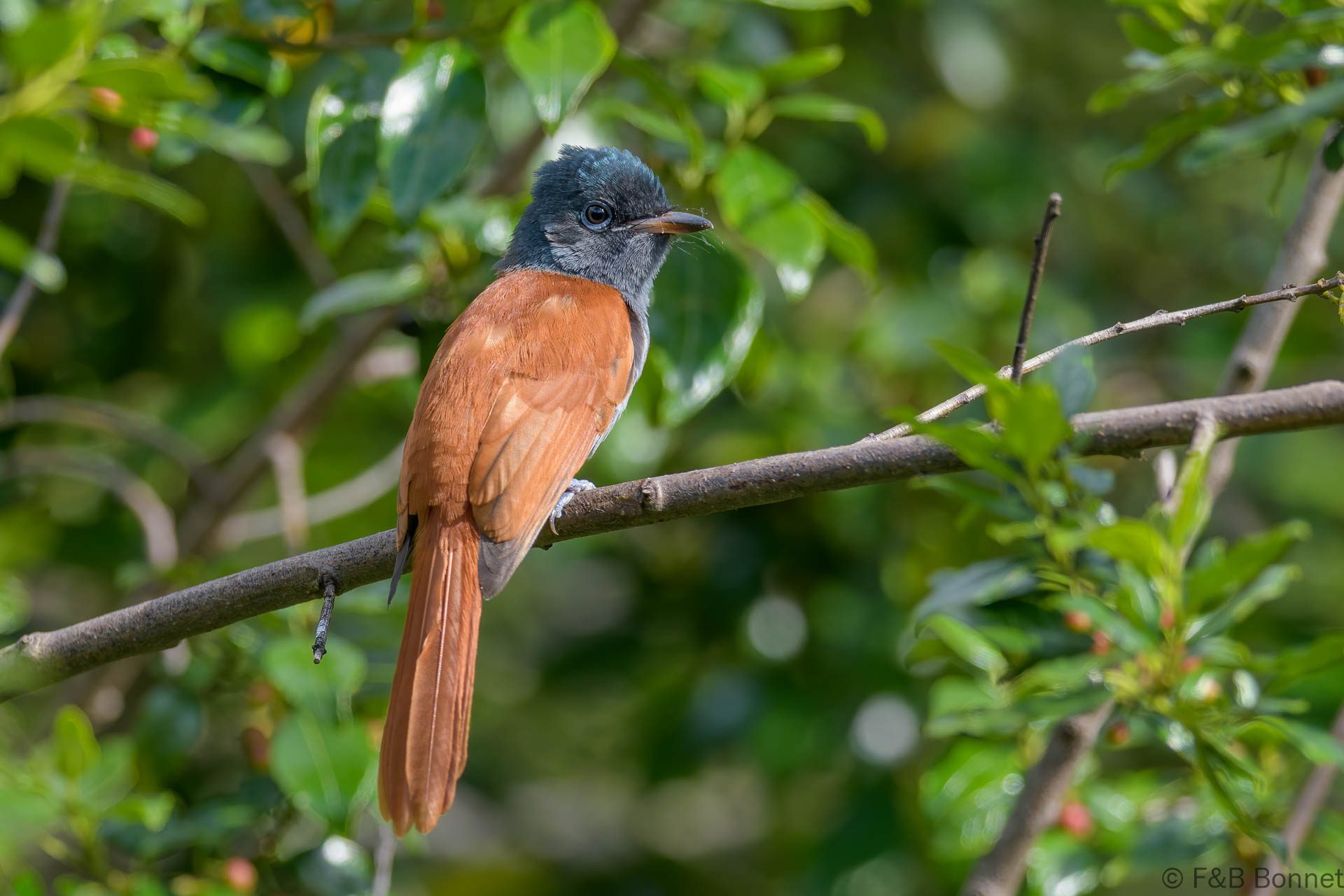 African Paradise Flycatcher ♀ - South Africa - Cathedral Peak - 2026