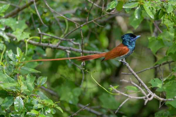 African Paradise Flycatcher ♀ - South Africa - Cathedral Peak - 2026