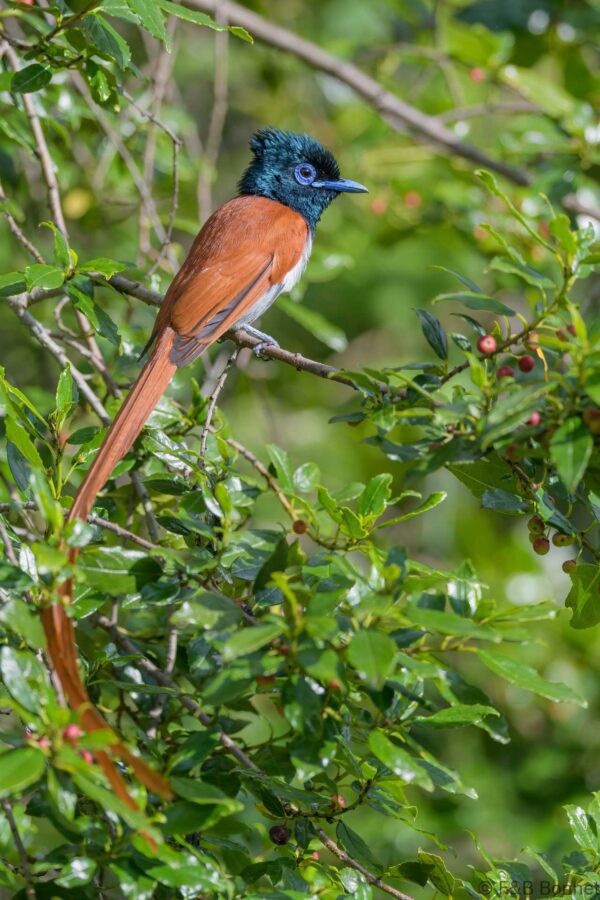 African Paradise Flycatcher ♀ - South Africa - Cathedral Peak - 2026