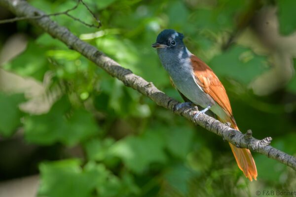 African Paradise Flycatcher ♀ - South Africa - Cathedral Peak - 2026