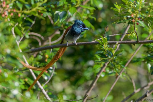 African Paradise Flycatcher ♀ - South Africa - Cathedral Peak - 2026