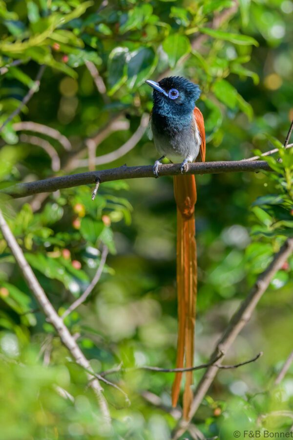 African Paradise Flycatcher ♀ - South Africa - Cathedral Peak - 2026