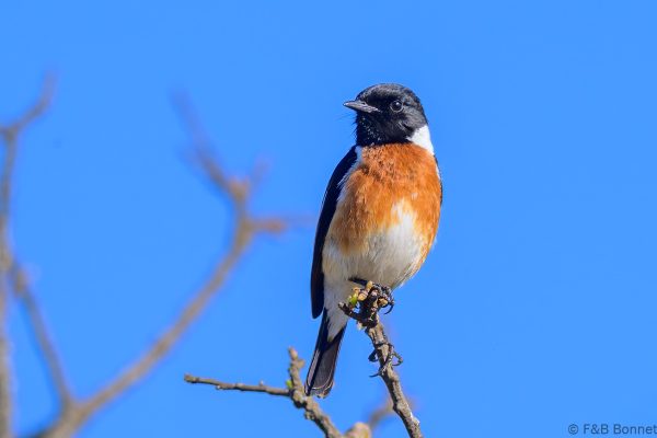 African Stonechat - Zimbabwe - Troutbeck - 2026