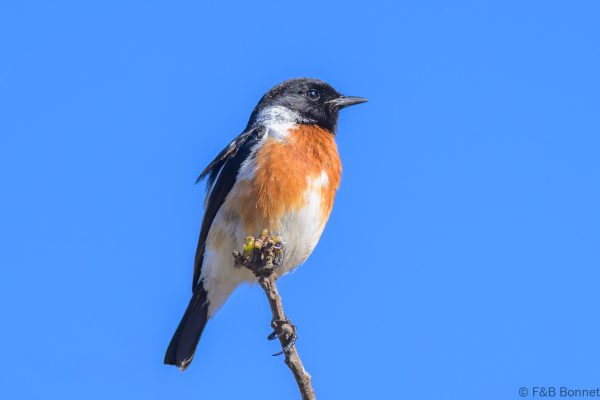 African Stonechat - Zimbabwe - Troutbeck - 2026