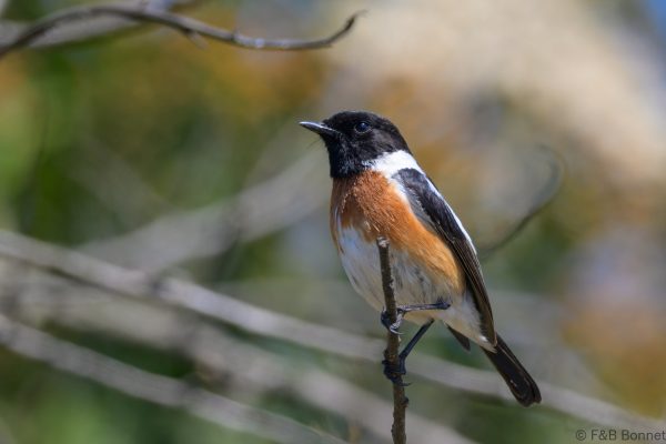 African Stonechat - Zimbabwe - Vumba - 2026