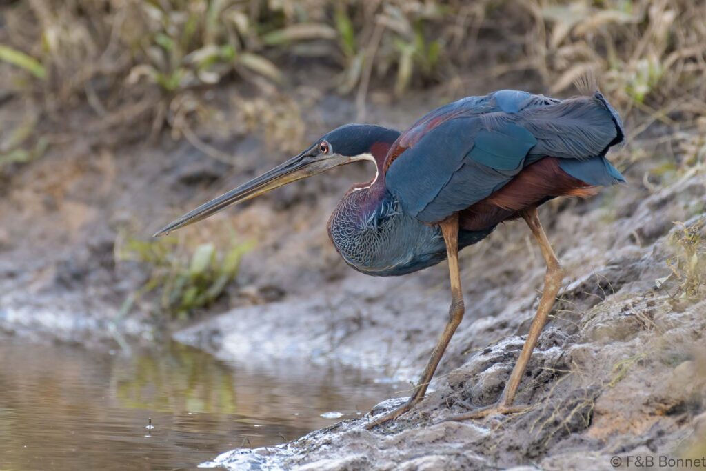 Garza agamí - Costa Rica - Caño negro - 2021