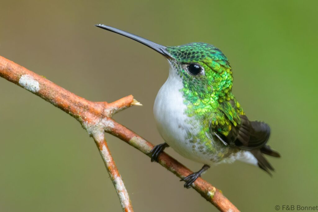 Amazilia andina - Ecuador - Mindo - 2023