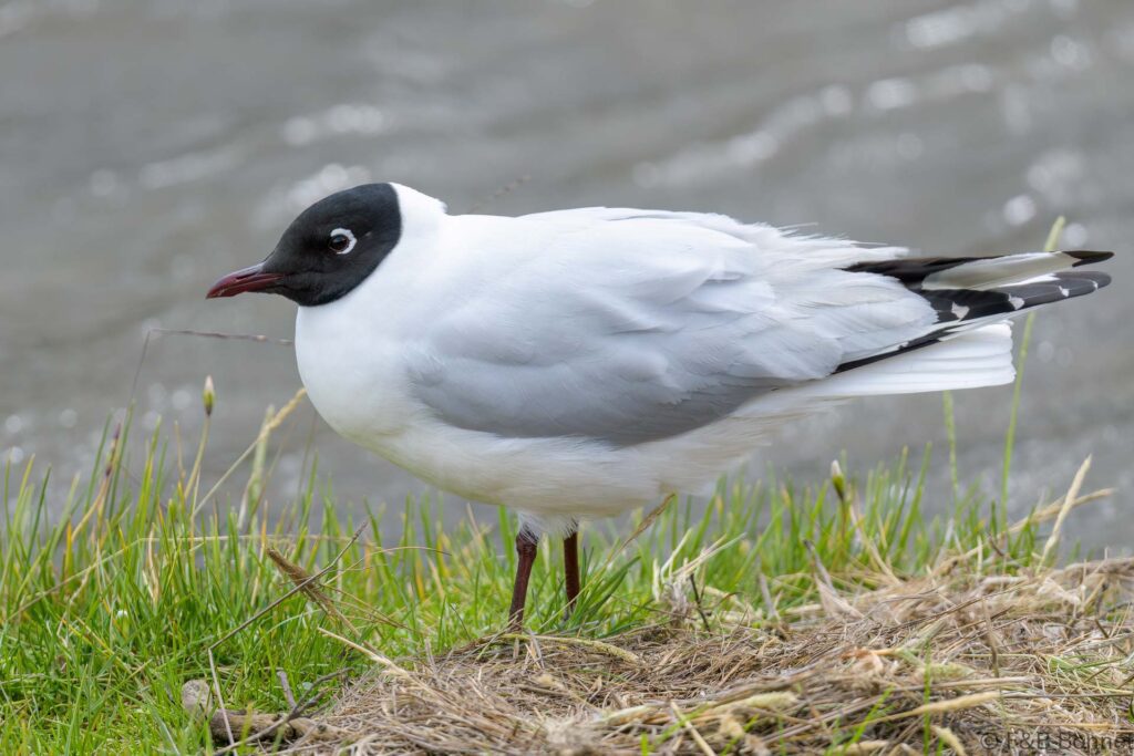 Gaviota andina - Ecuador - Volcán Cotopaxi - 2023