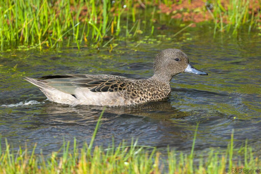 Cerceta andina - Ecuador - Volcán Cotopaxi - 2023