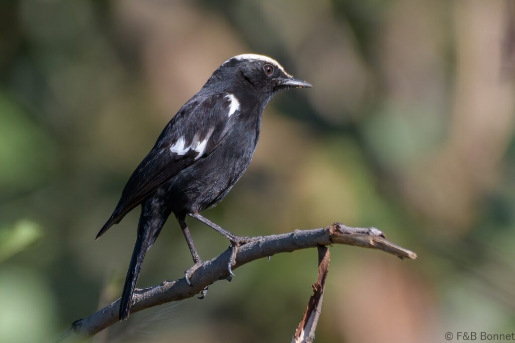 Arnot's Chat - South Africa - Kruger NP - 2022