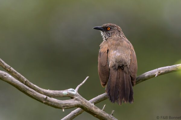 Arrow-marked Babbler - South Africa - Kruger NP - 2025