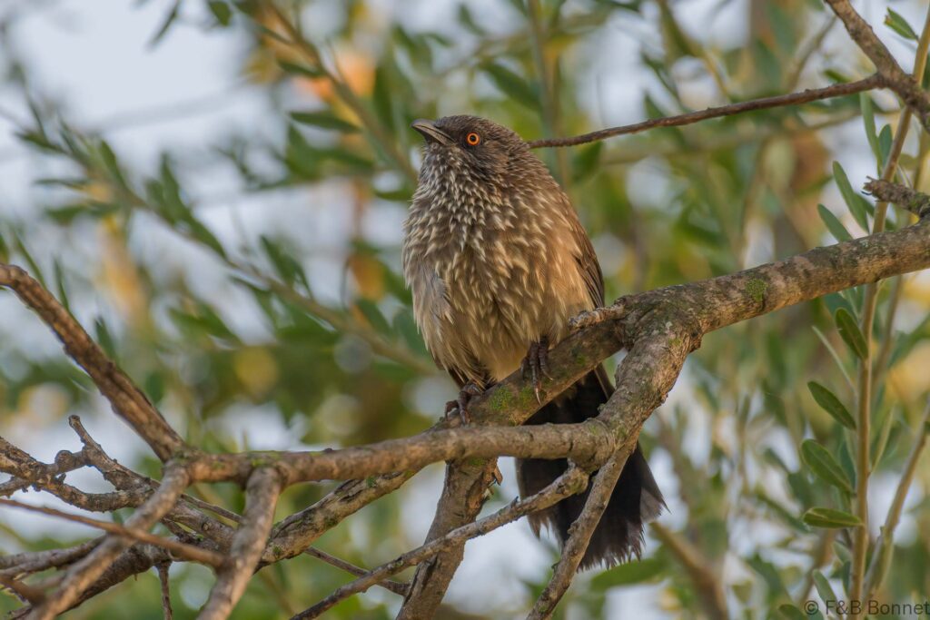 Arrow-marked Babbler - South Africa - Kruger NP - 2022