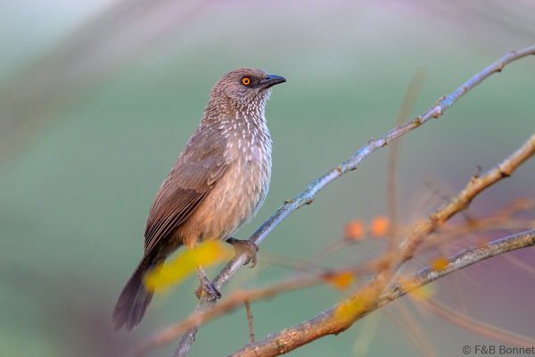 Arrow-marked Babbler - Zimbabwe - Honde Valley - 2026
