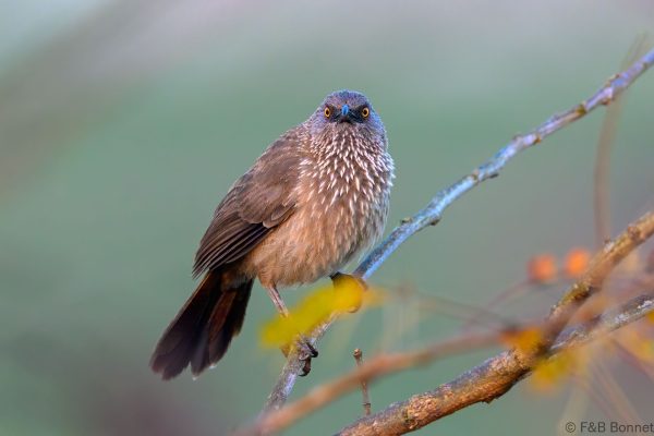 Arrow-marked Babbler - Zimbabwe - Honde Valley - 2026