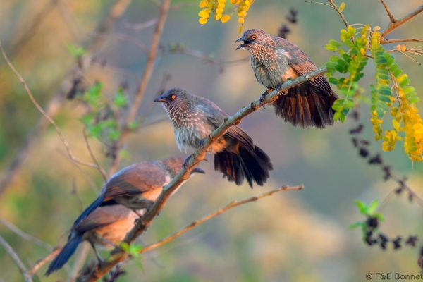 Arrow-marked Babbler - Zimbabwe - Honde Valley - 2026