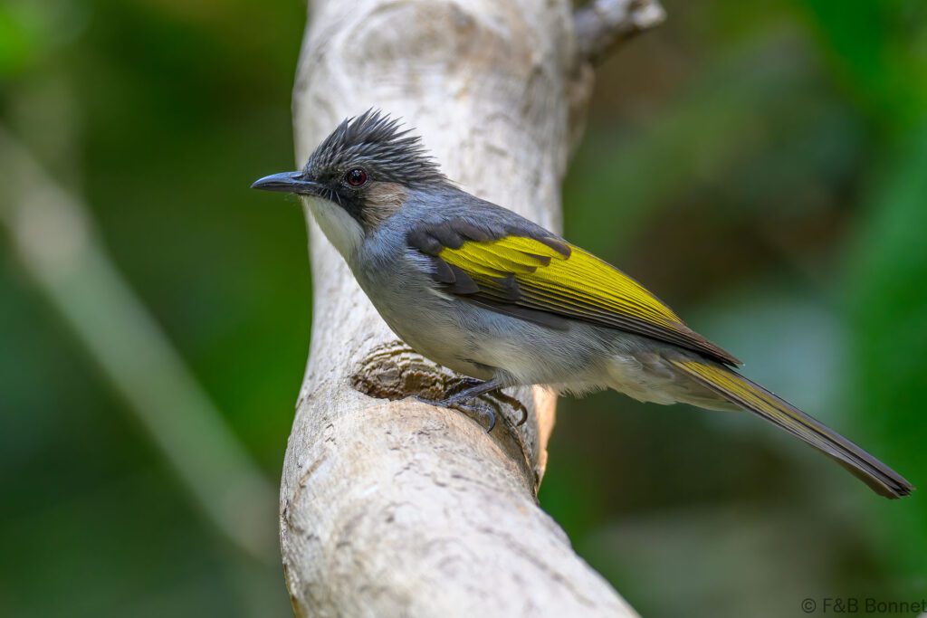 Ashy Bulbul - China - Yunnan - 2025