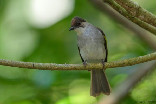 Ashy Bulbul - Vietnam - Di Linh - 2026