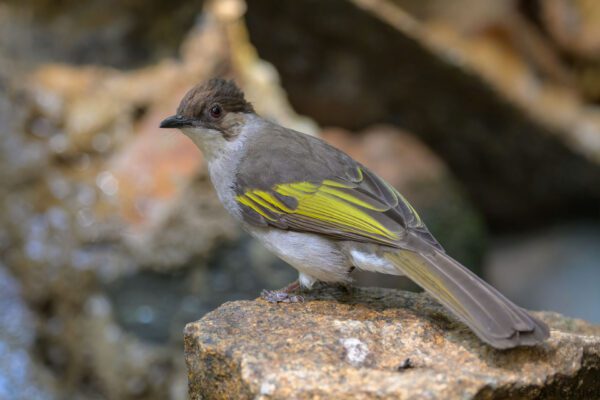 Ashy Bulbul - Vietnam - Di Linh - 2026
