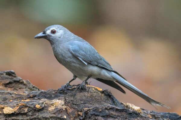 Ashy Drongo - Vietnam - Ma Da - 2026