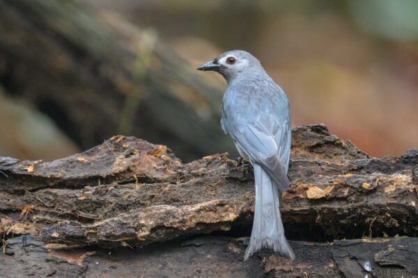 Ashy Drongo - Vietnam - Ma Da - 2026