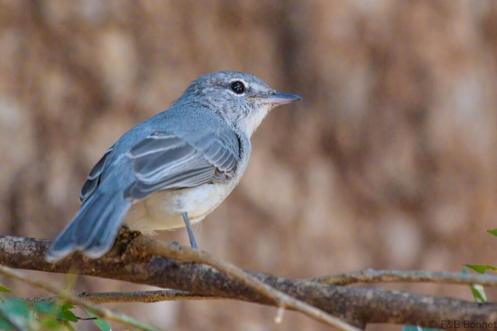 Ashy Flycatcher - South Africa - Kruger NP - 2022