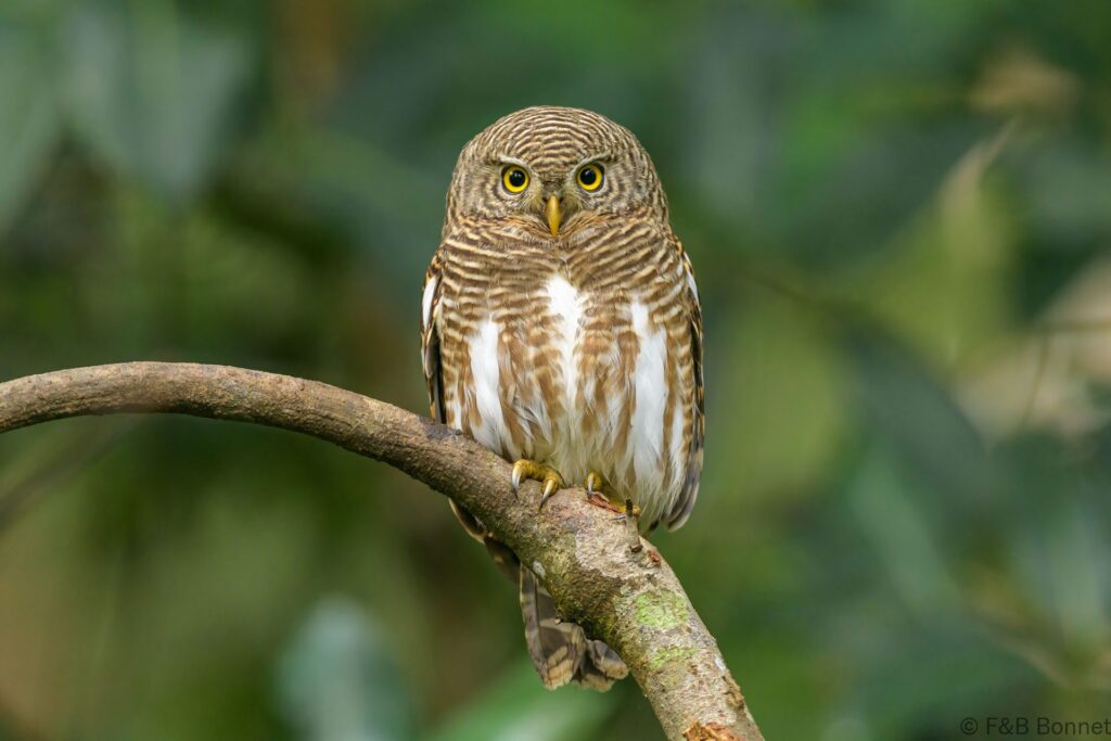Asian Barred Owlet - Thailand - Doi Inthanon - 2024