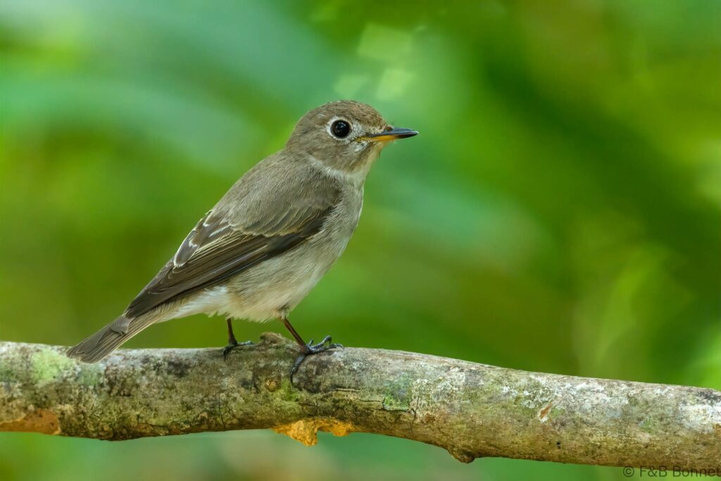 Asian Brown Flycatcher - Thailand - Si Phang Nga - 2023