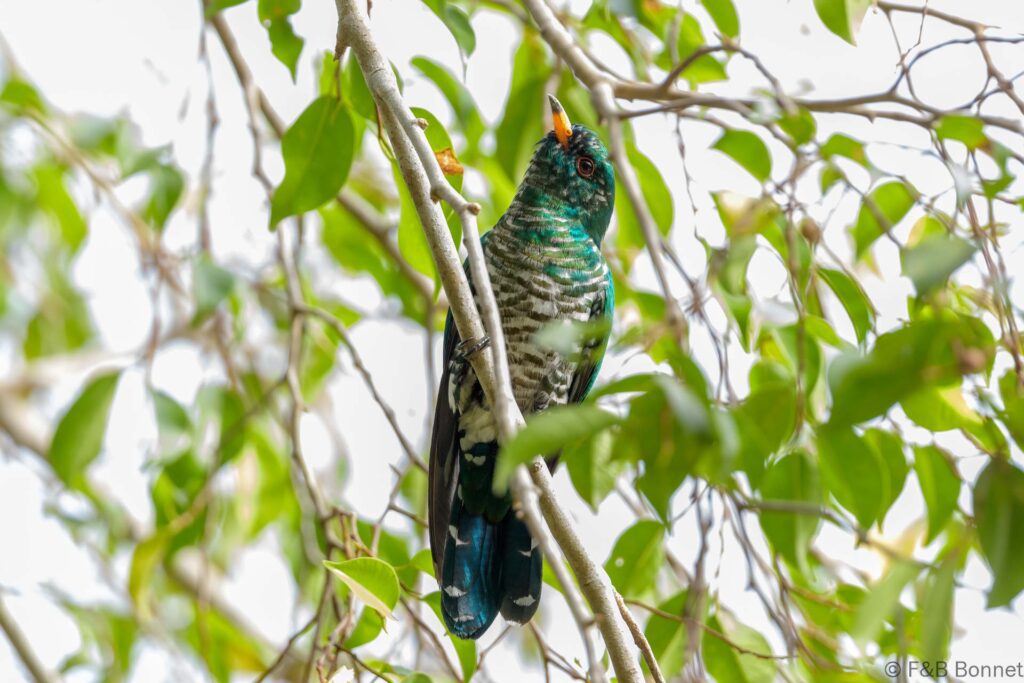 Asian Emerald Cuckoo - Thailand - Bangkok - 2023