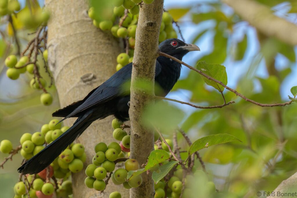 Asian Koel - Thailand - Bangkok ♂ - 2023