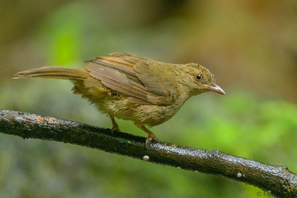 Asian Red-eyed Bulbul - Thailand - Krung Ching - 2023