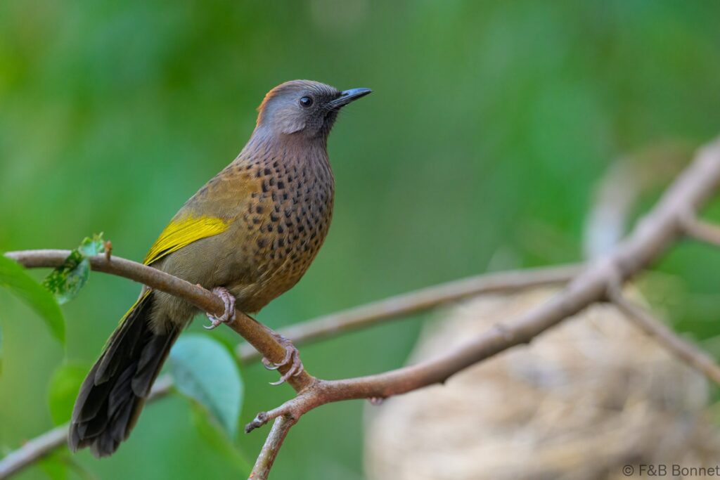 Assam Laughingthrush - China - Yunnan - 2025