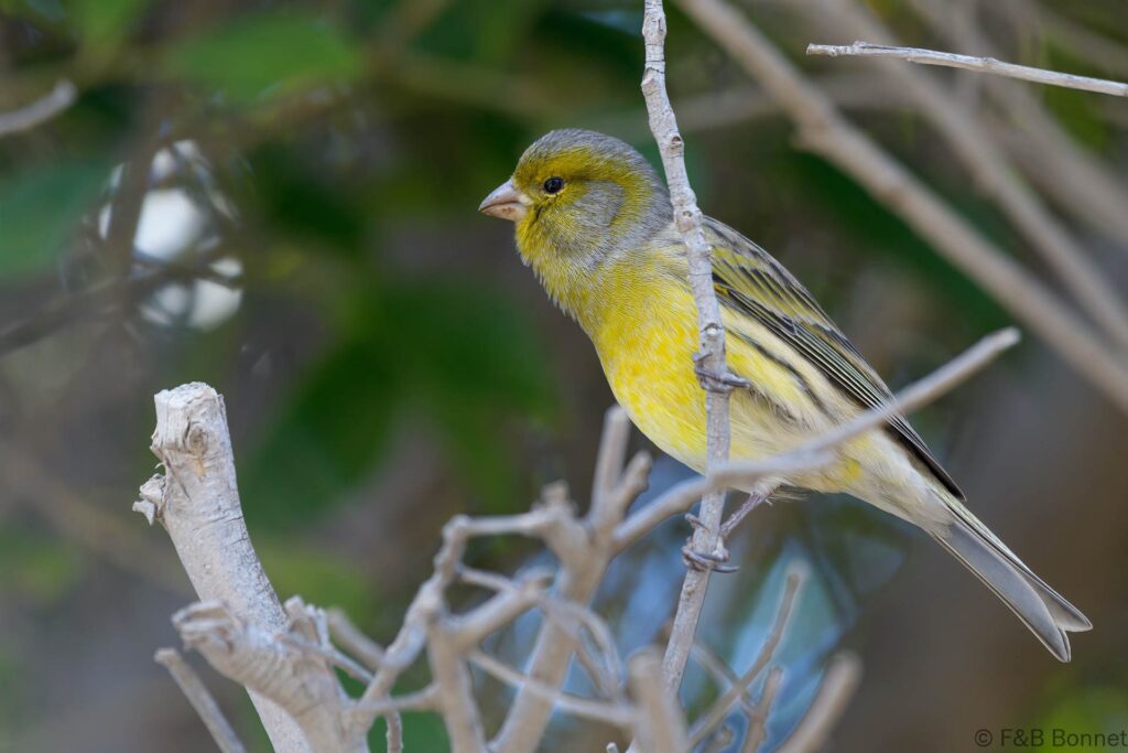 Serín canario ♂ - España - Gran Canaria - 2021