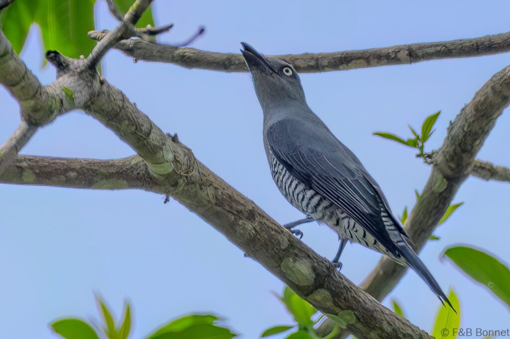 Bar bellied cuckooshrike philippines 1