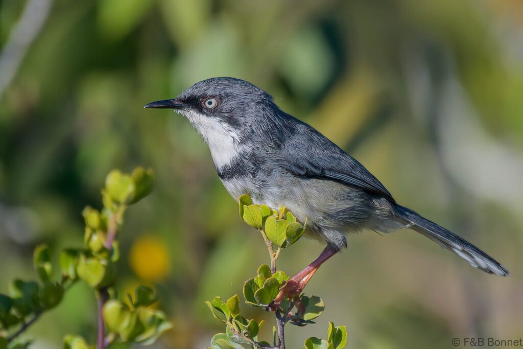 Bar-throated Apalis - South Africa - De Hoop - 2022