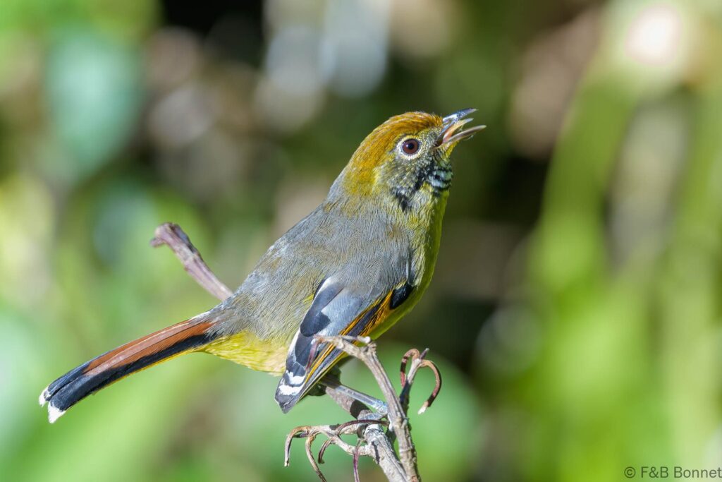 Bar-throated Minla - Thailand - Doi Inthanon - 2024