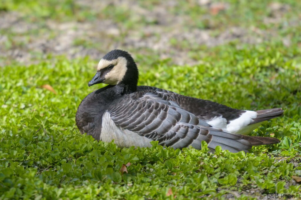 Bernache nonnette - France - Pays de la Loire - 2024