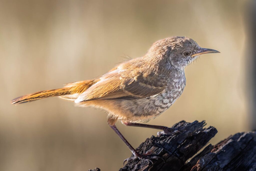 Barred Wren-Warbler - Botswana - Kalahari - 2019