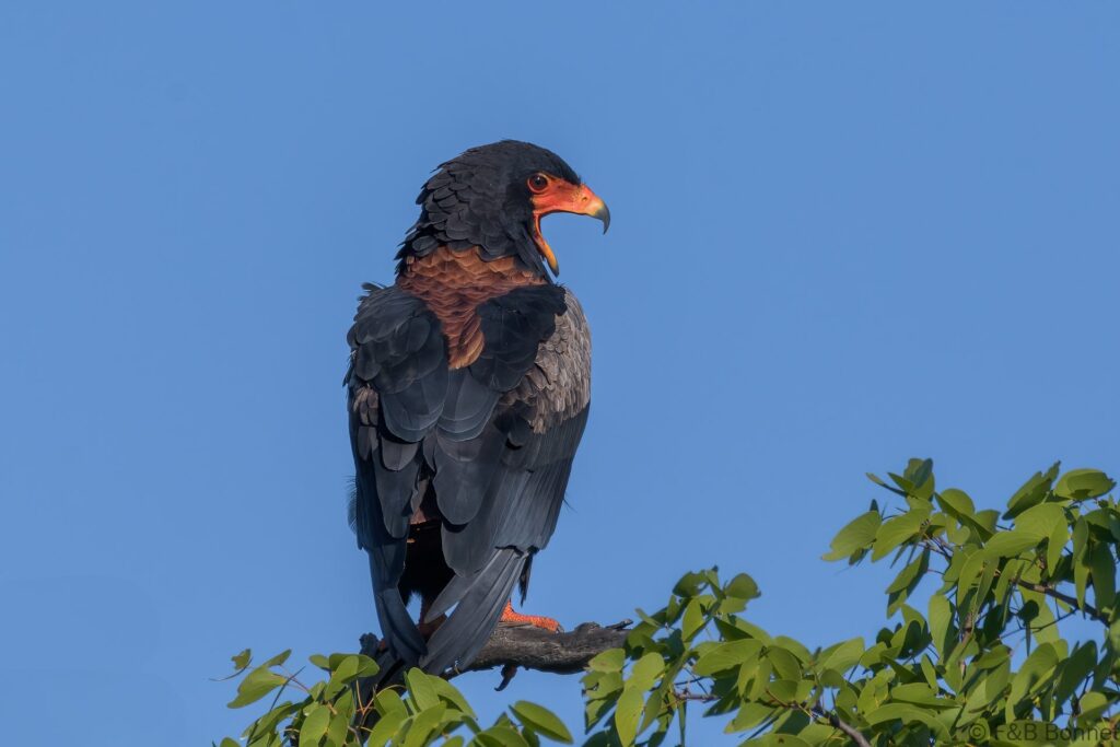 Bateleur - South Africa - Kruger NP - 2022