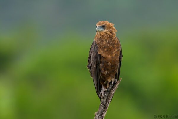 Bateleur (imm.) - South Africa - Kruger NP - 2025