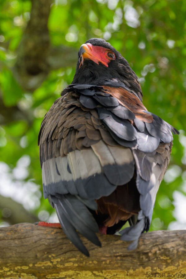 Bateleur - South Africa - Kruger NP - 2025