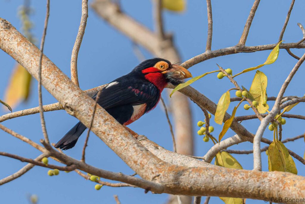 Barbican à poitrine rouge - Senegal - Niokolo Koba - 2023