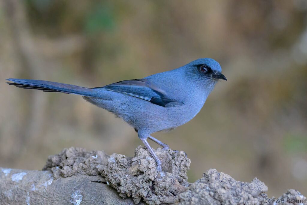 Beautiful Sibia - China - Yunnan - 2025