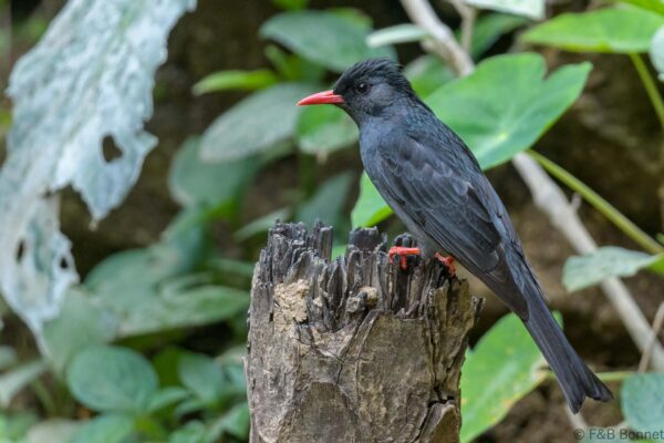 Black Bulbul - China - Yunnan - 2025