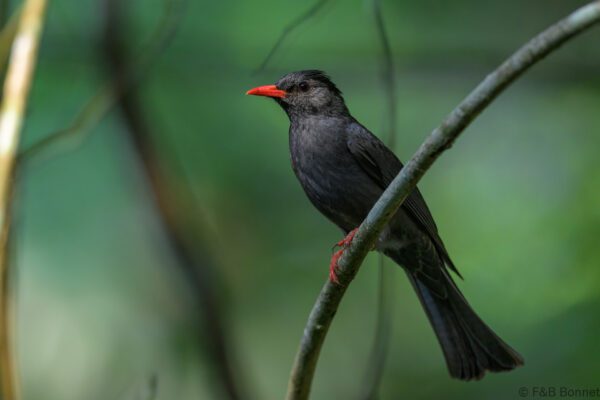 Black Bulbul - Vietnam - Di Linh - 2026